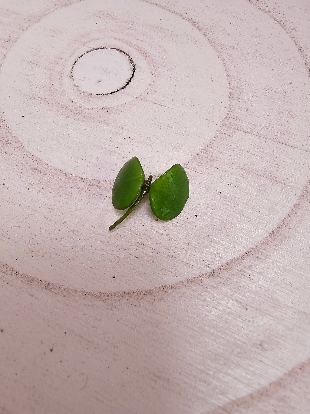Hoya peltata cutting