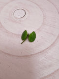 Hoya peltata cutting