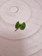 Hoya peltata cutting