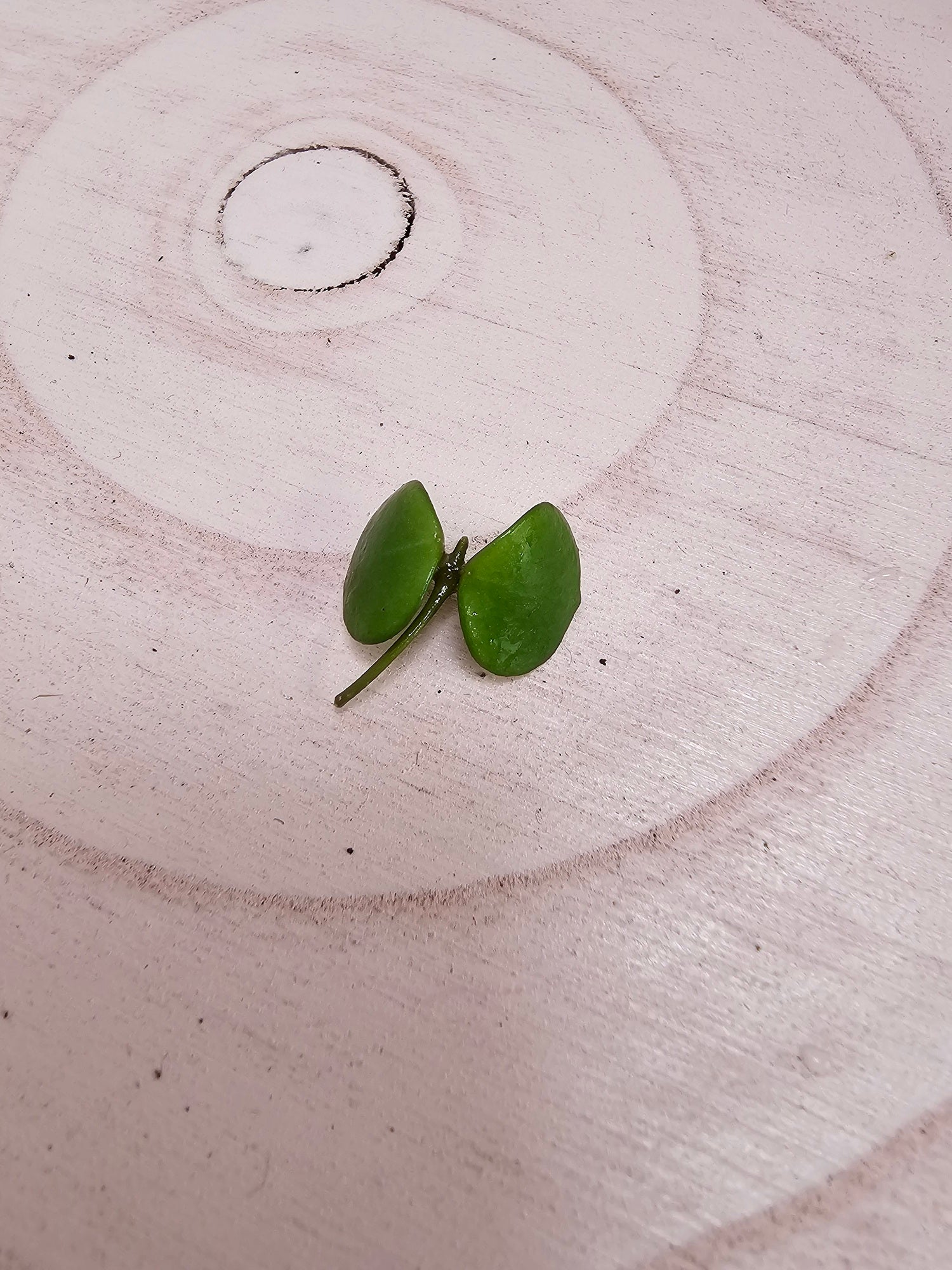 Hoya peltata cutting