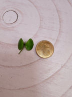 Hoya peltata cutting