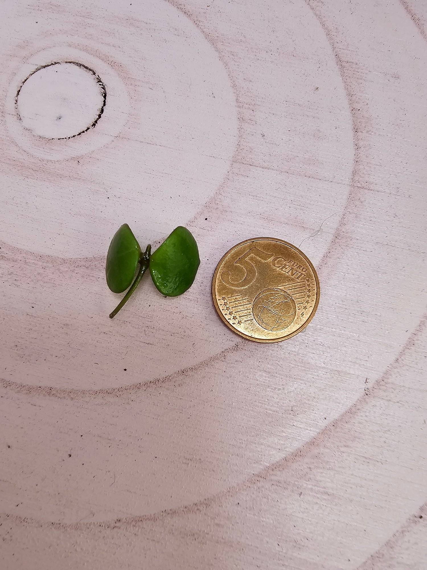 Hoya peltata cutting