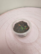 Hoya peltata cutting