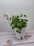 Hoya peltata cutting