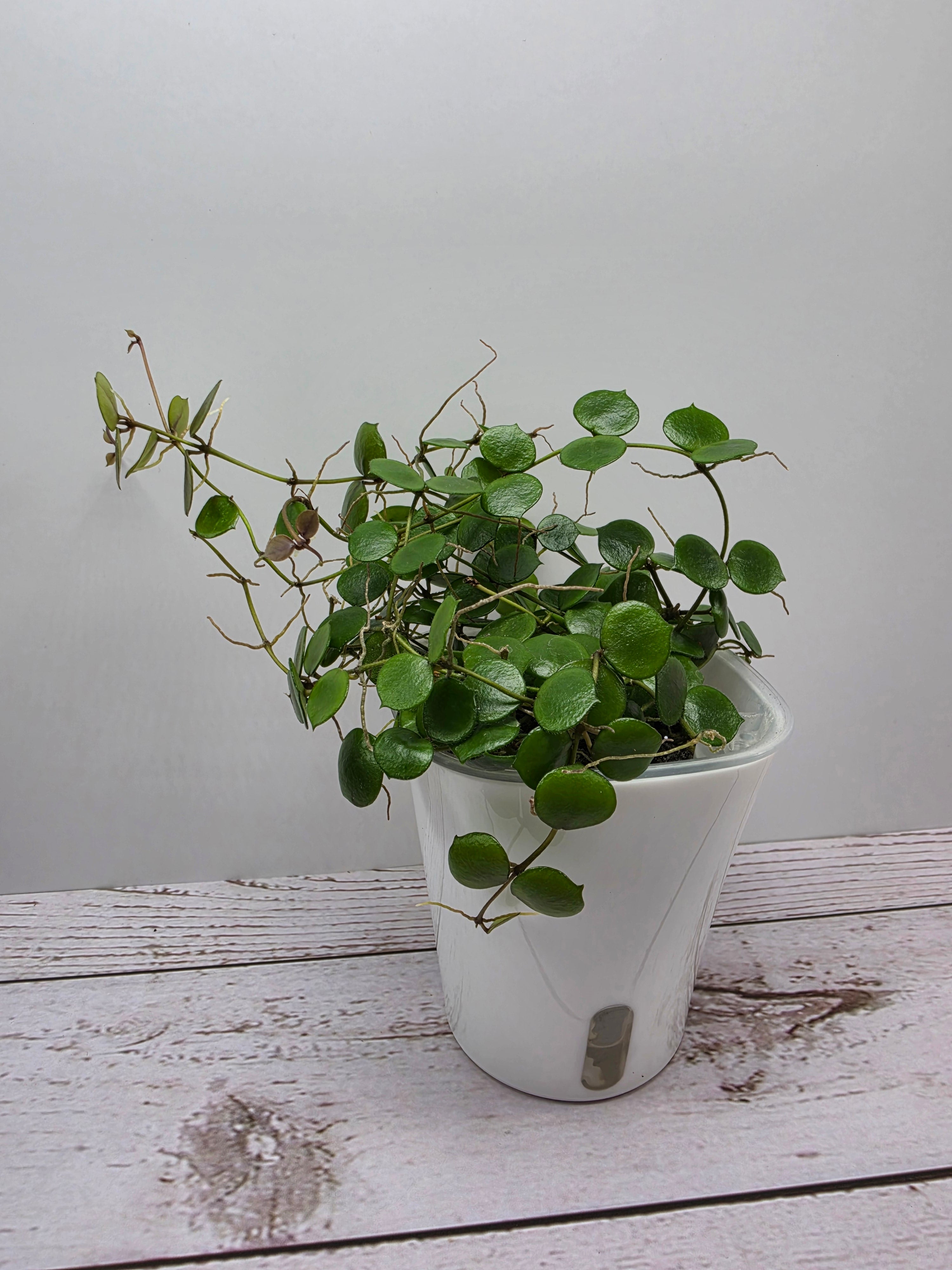 Hoya peltata cutting
