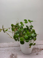Hoya peltata cutting