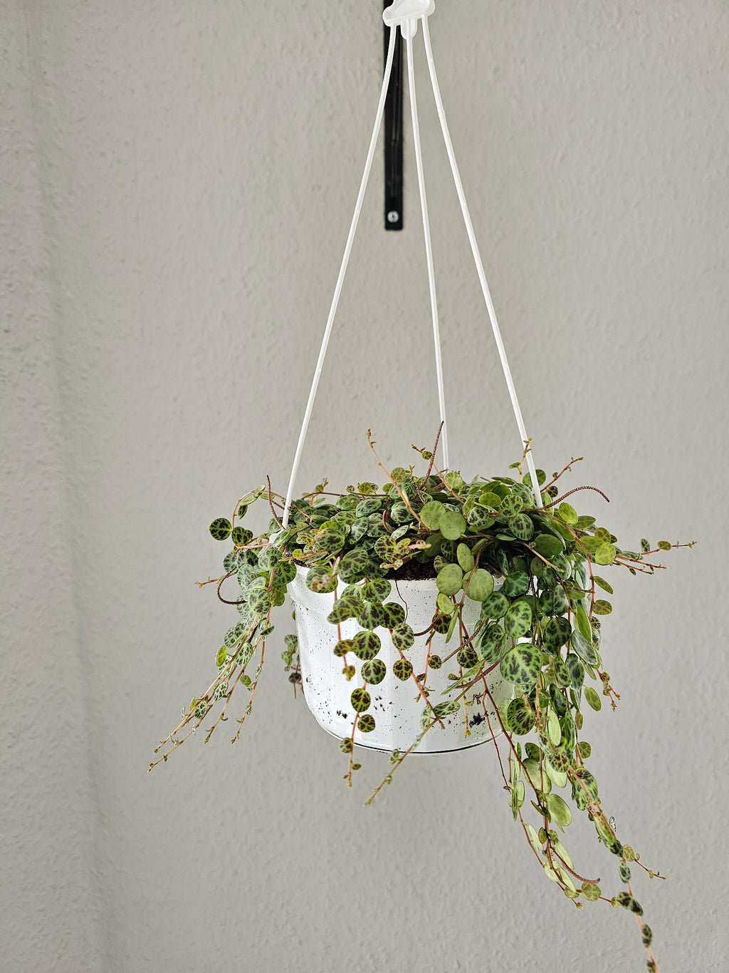 Peperomia prostrata