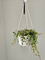 Peperomia prostrata