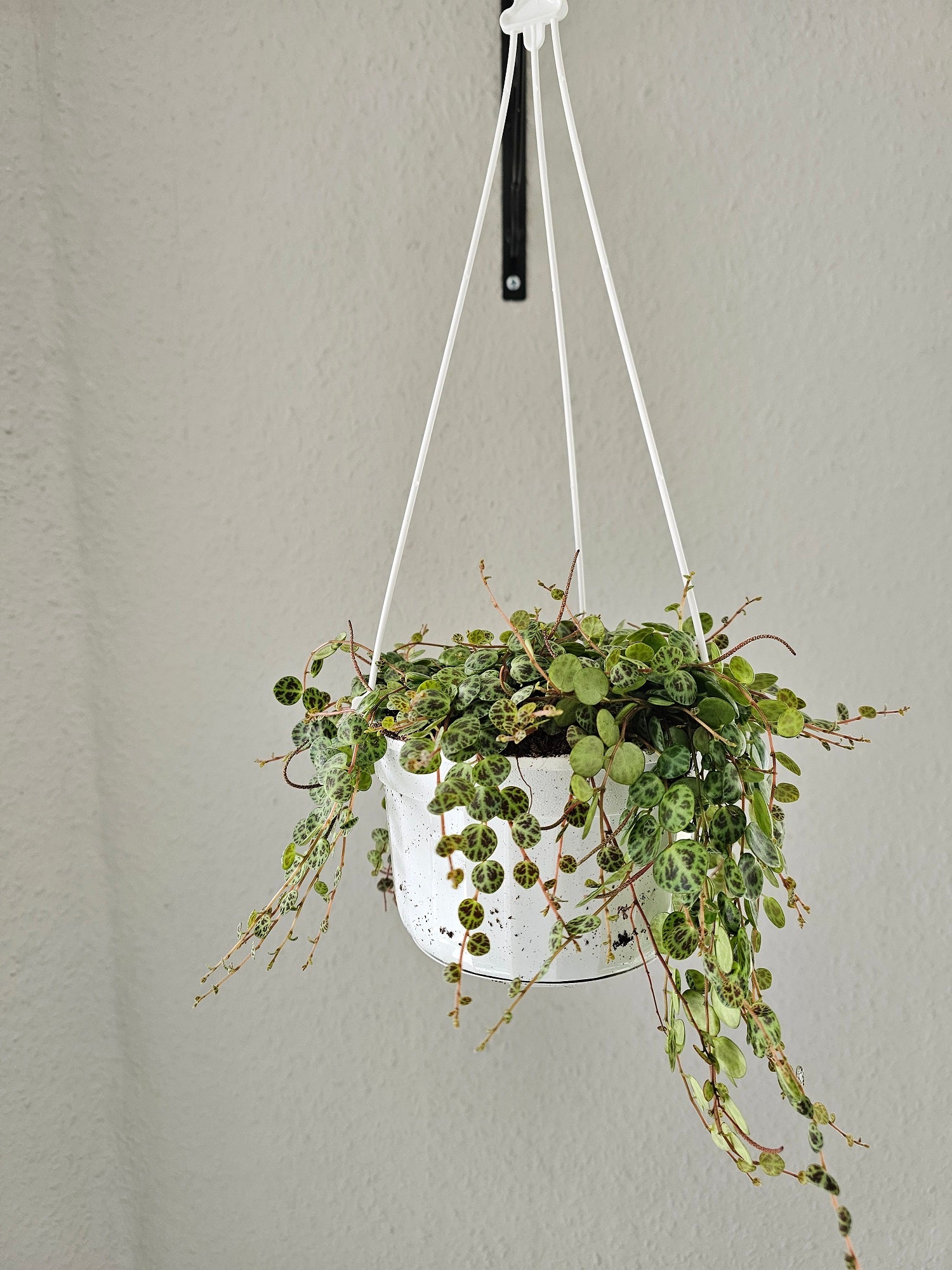 Peperomia prostrata
