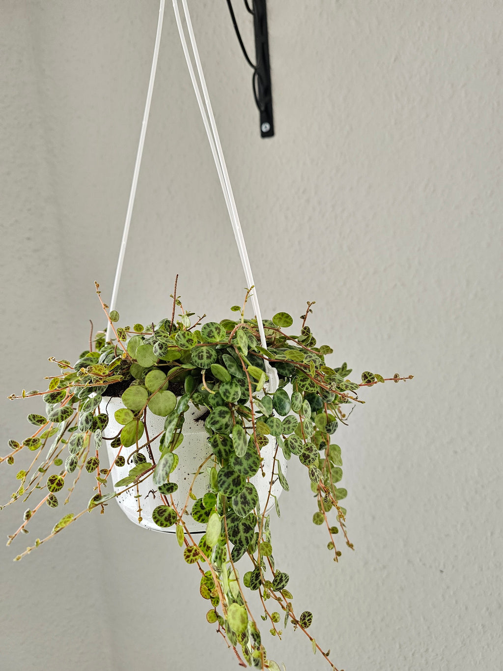 Peperomia prostrata