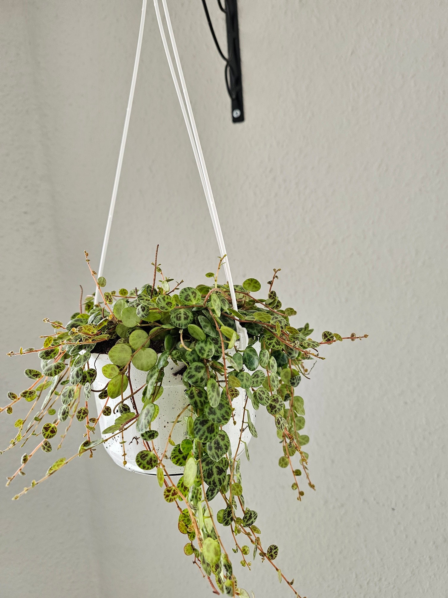 Peperomia prostrata