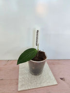 Hoya persicina