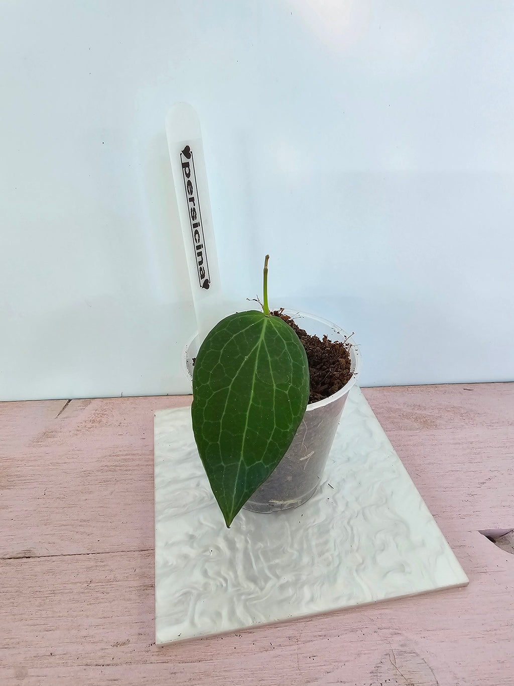 Hoya persicina