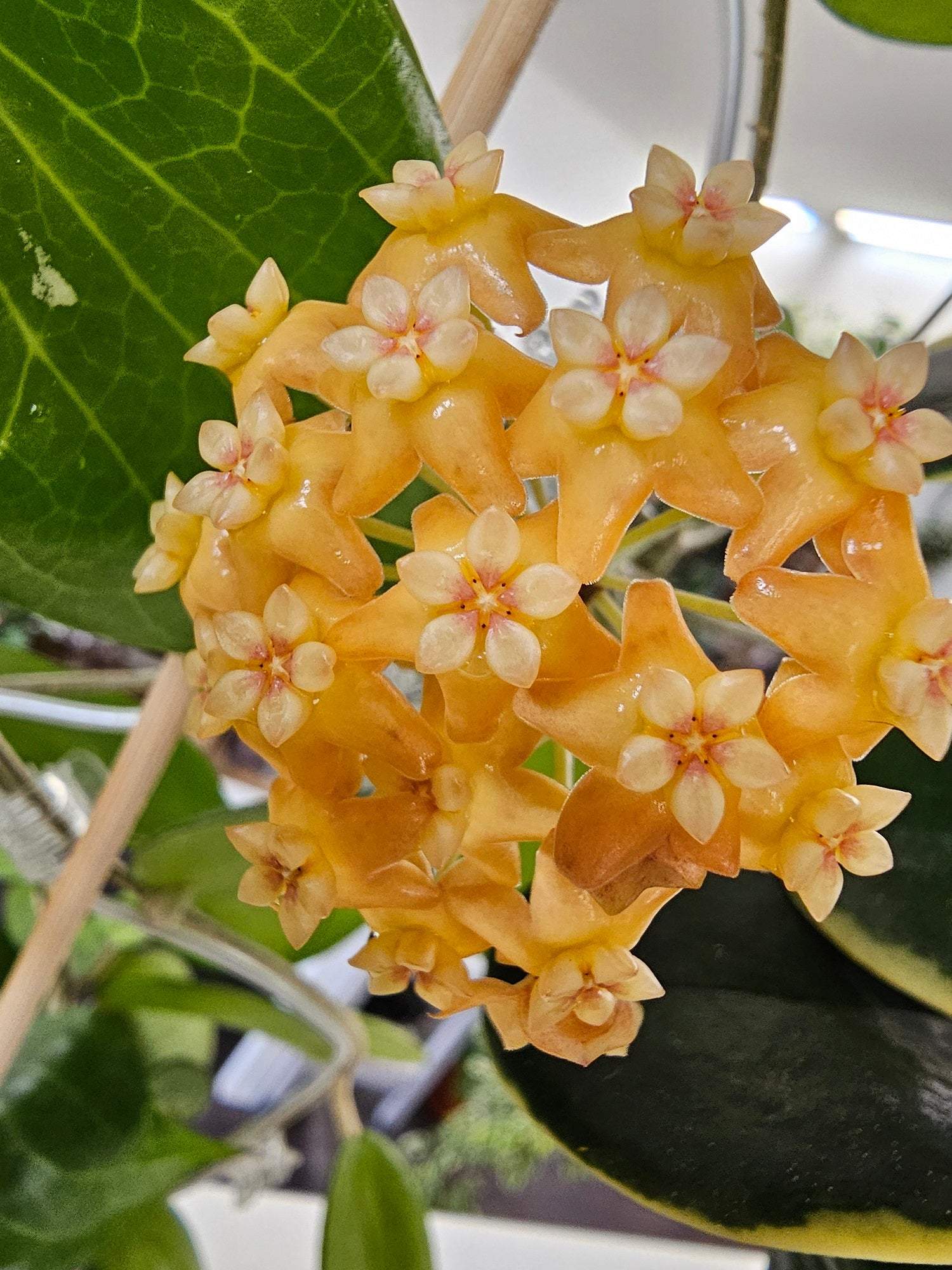 Hoya persicina