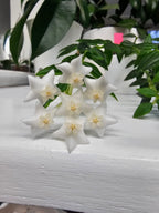 Hoya sp. aff. bella PES03