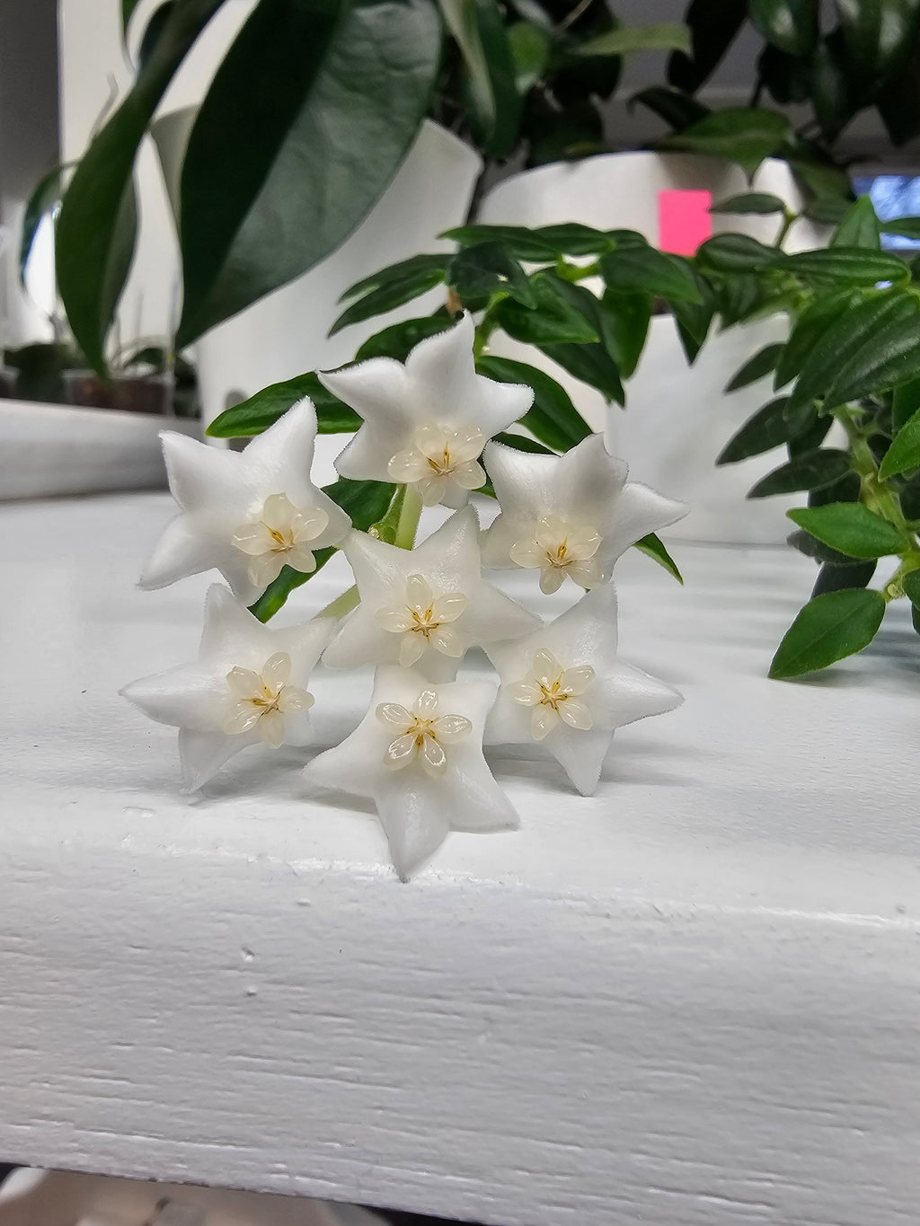 Hoya sp. aff. bella PES-03 cutting