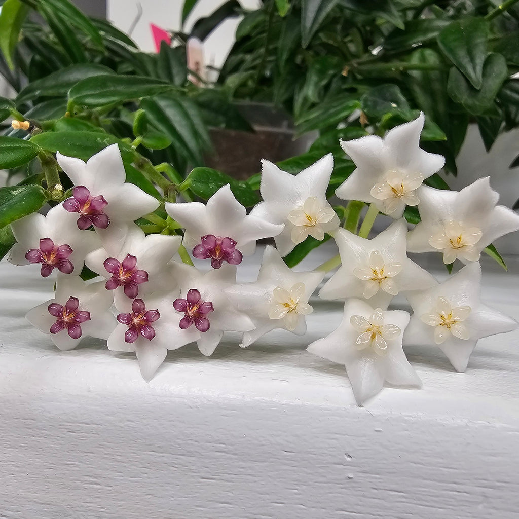 Hoya sp. aff. bella PES03