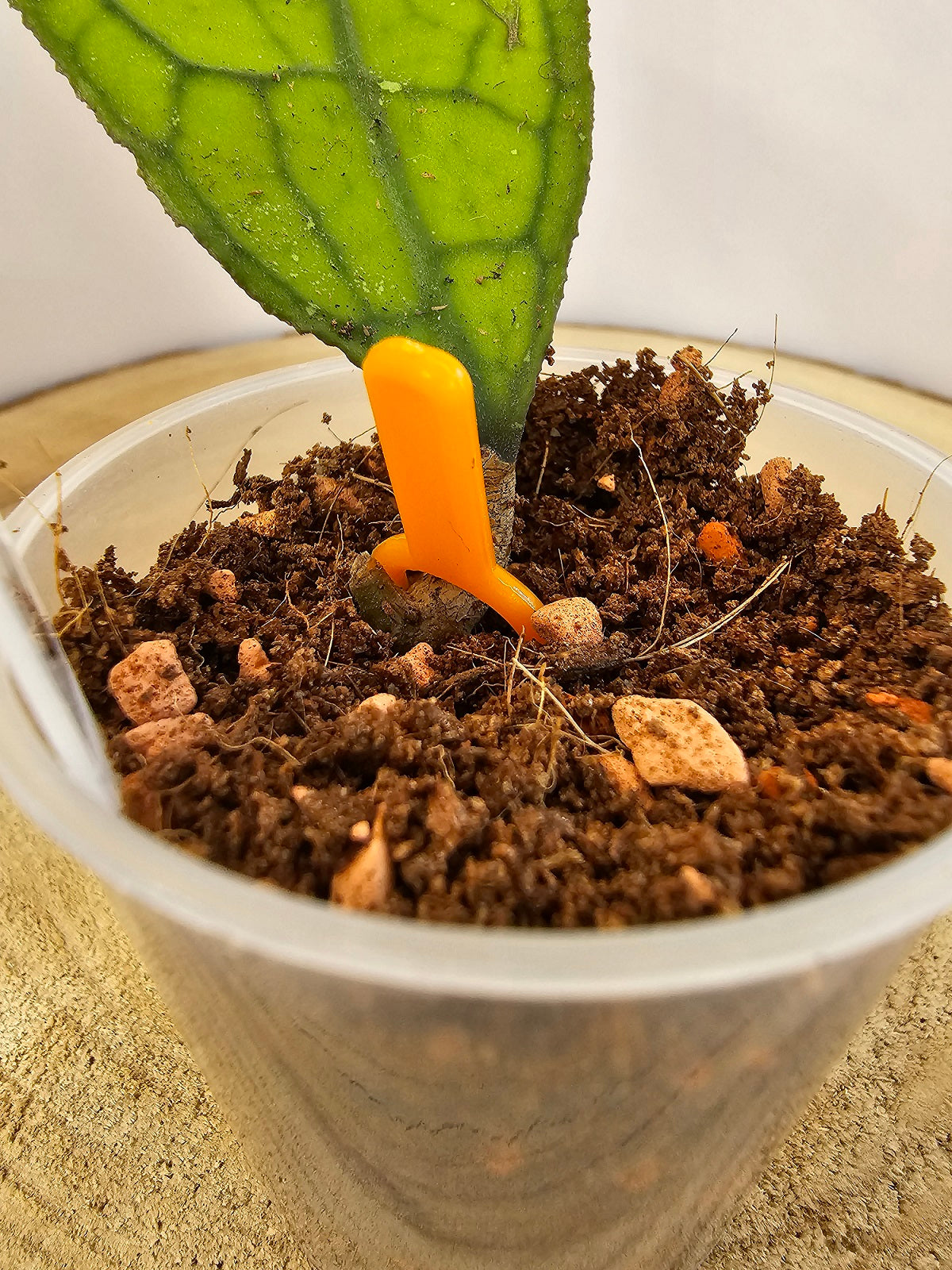 Pflanzenstecker zur Befestigung in Substrat