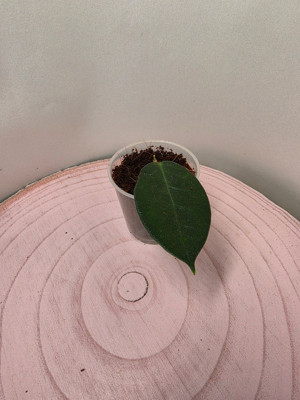 Hoya piestolepis 1 Blatt Ableger