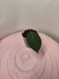 Hoya piestolepis 1 Blatt Ableger