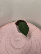Hoya piestolepis 1 Blatt Ableger