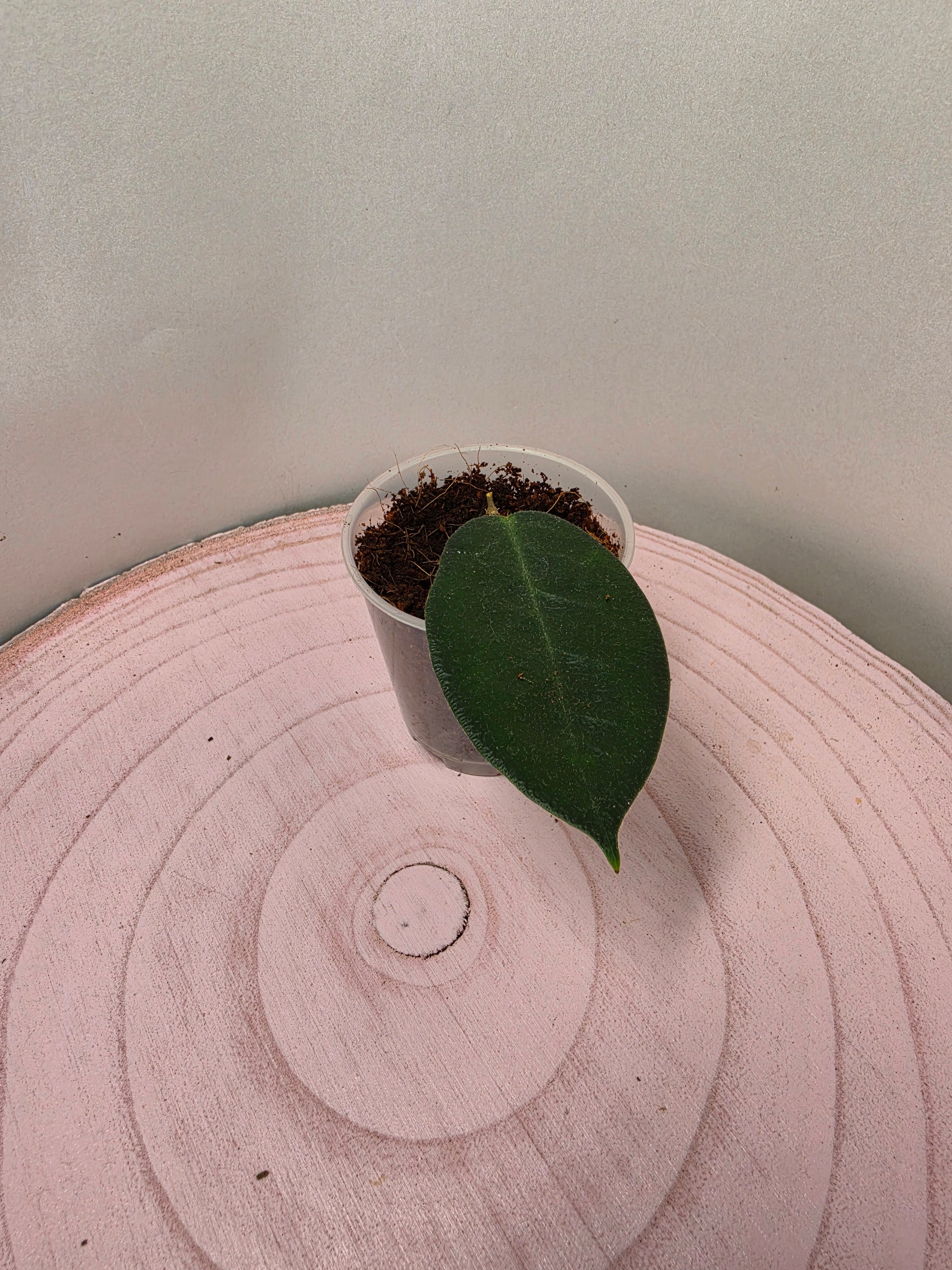 Hoya piestolepis 1 Blatt Ableger