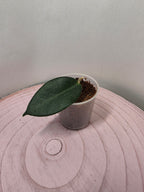 Hoya piestolepis 1 Blatt Ableger