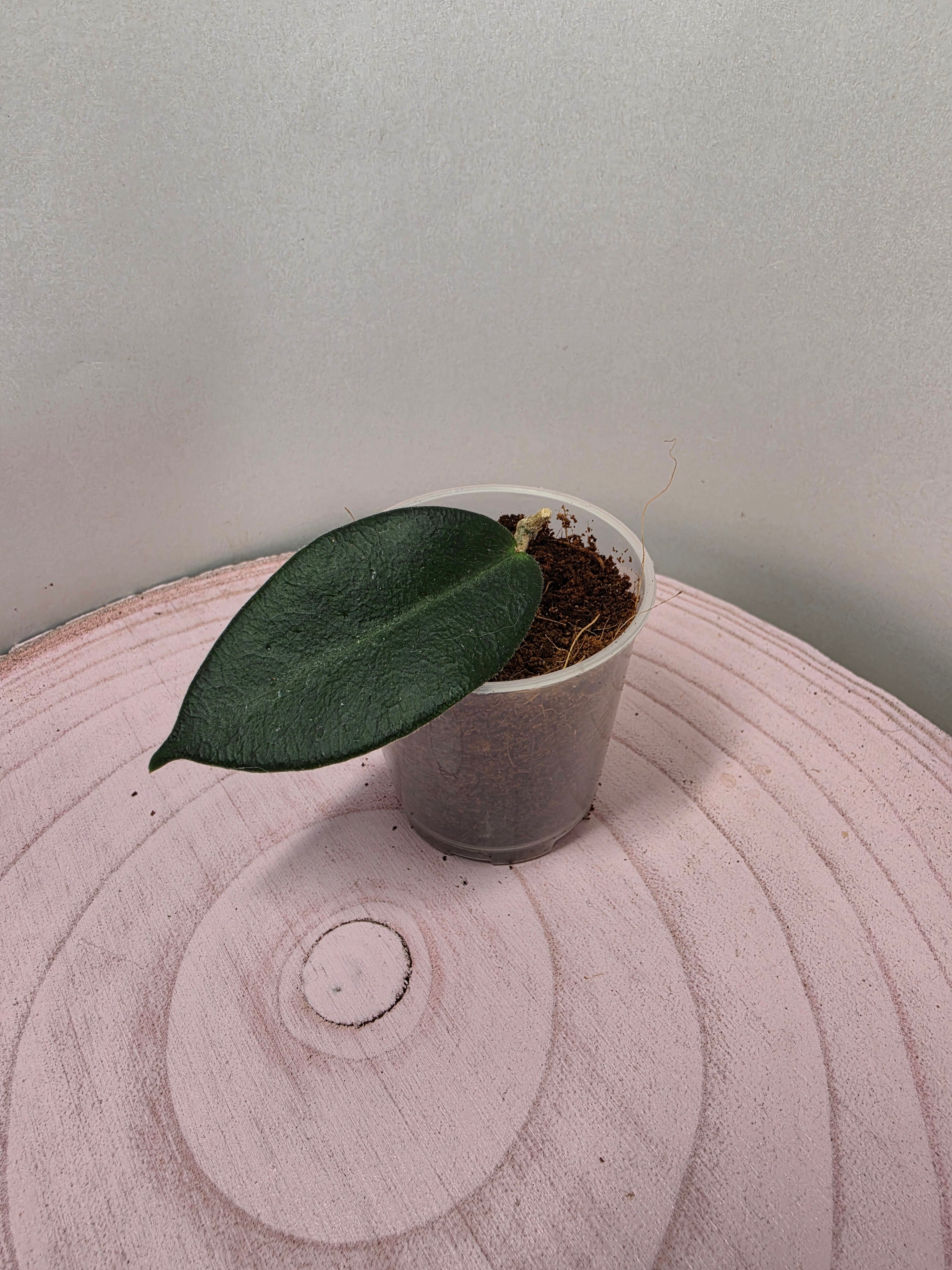 Hoya piestolepis 1 Blatt Ableger