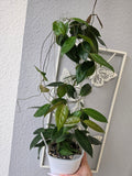 Hoya piestolepis cutting