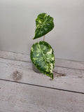 Alocasia Pink Dragon albo variegata
