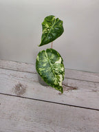 Alocasia Pink Dragon albo variegata