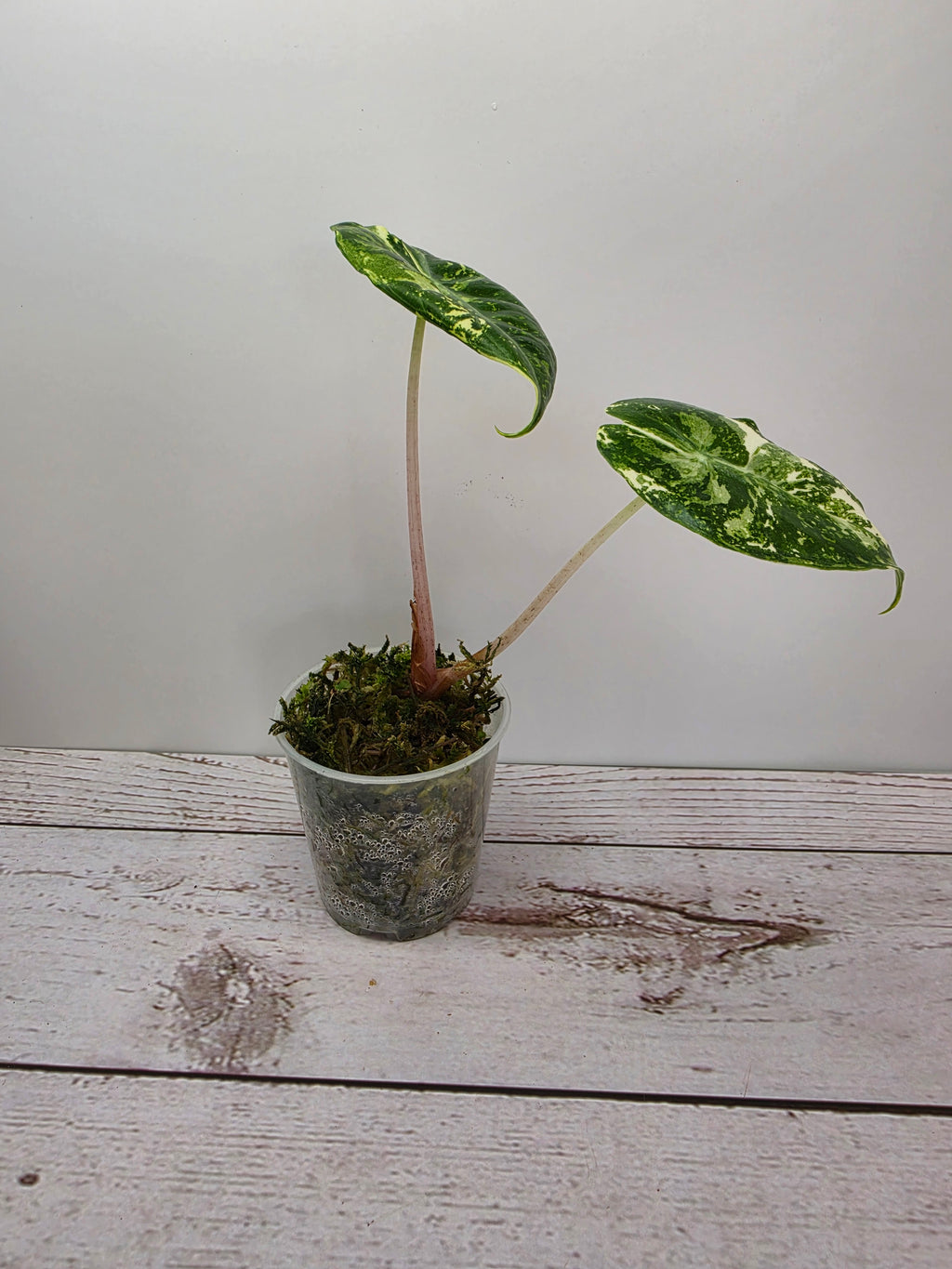 Alocasia Pink Dragon albo variegata