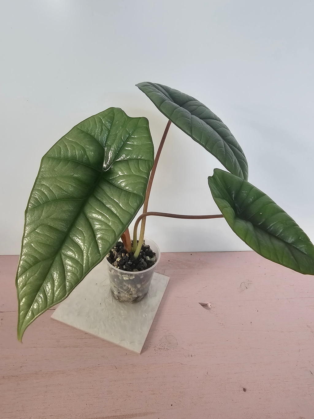 Alocasia platinum