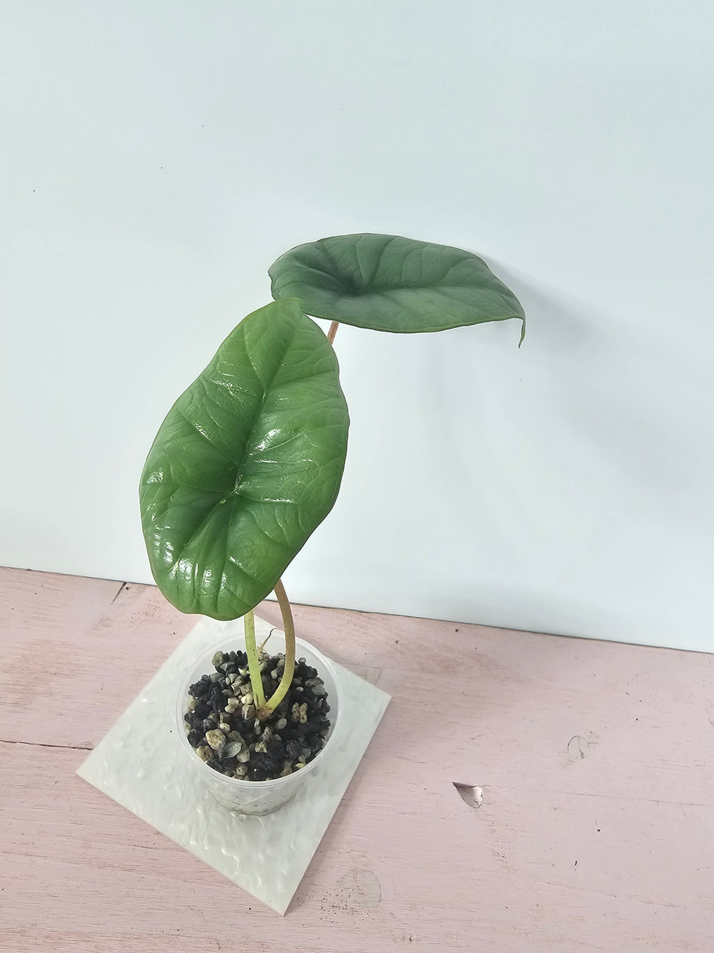 Alocasia platinum