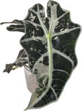 Alocasia Polly variegata Rhizom