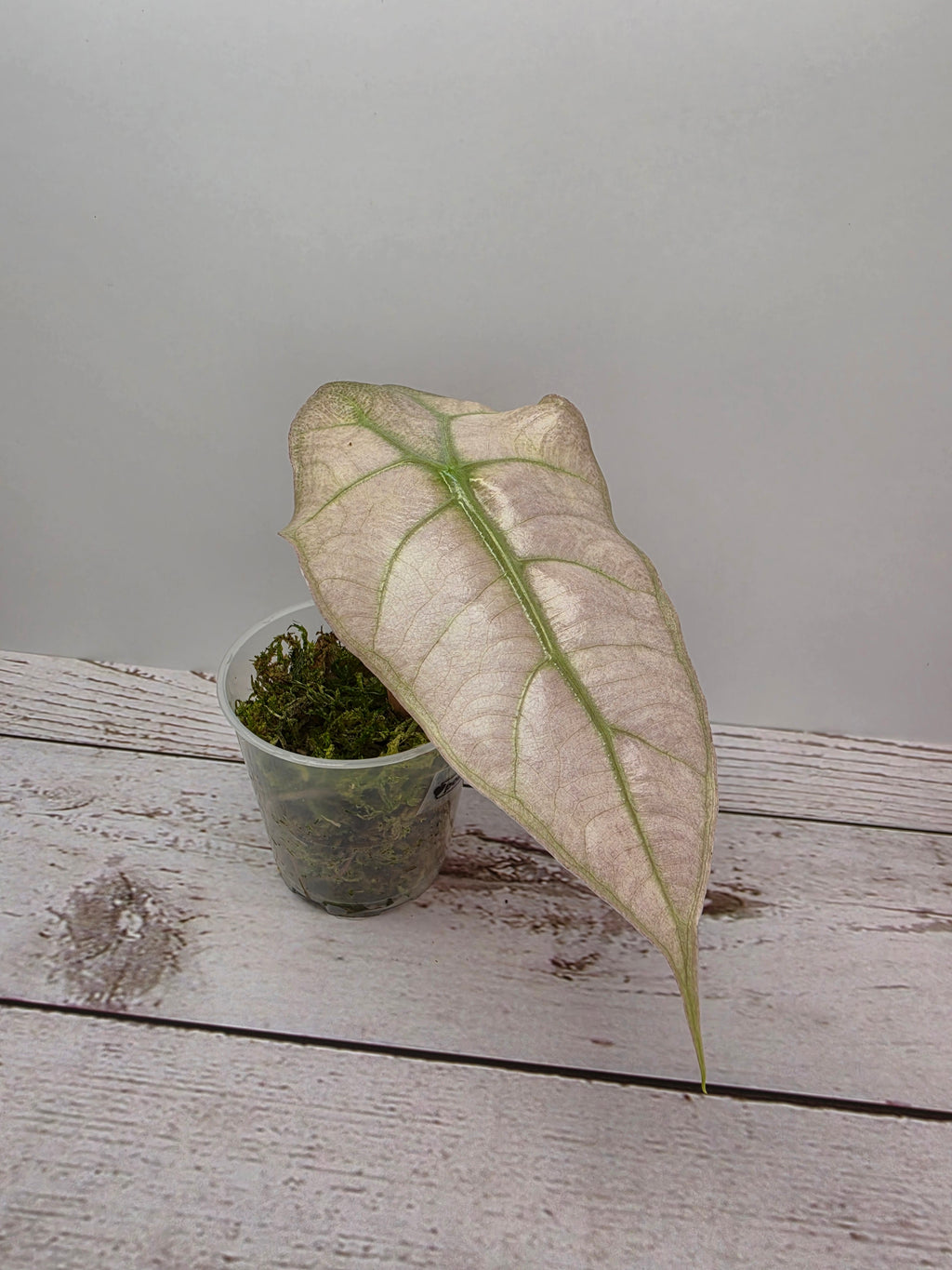 Alocasia Polly pink ghost