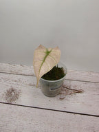 Alocasia Polly pink ghost