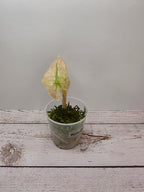 Alocasia Polly pink ghost