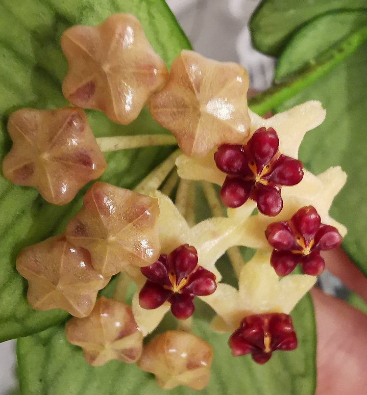 Hoya polyneura