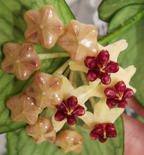 Hoya polyneura