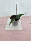 Hoya polyneura albomarginata