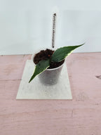 Hoya polyneura albomarginata