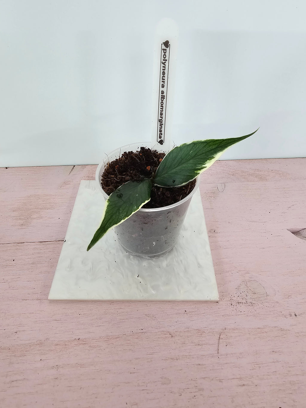 Hoya polyneura albomarginata