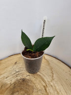 Hoya polyneura