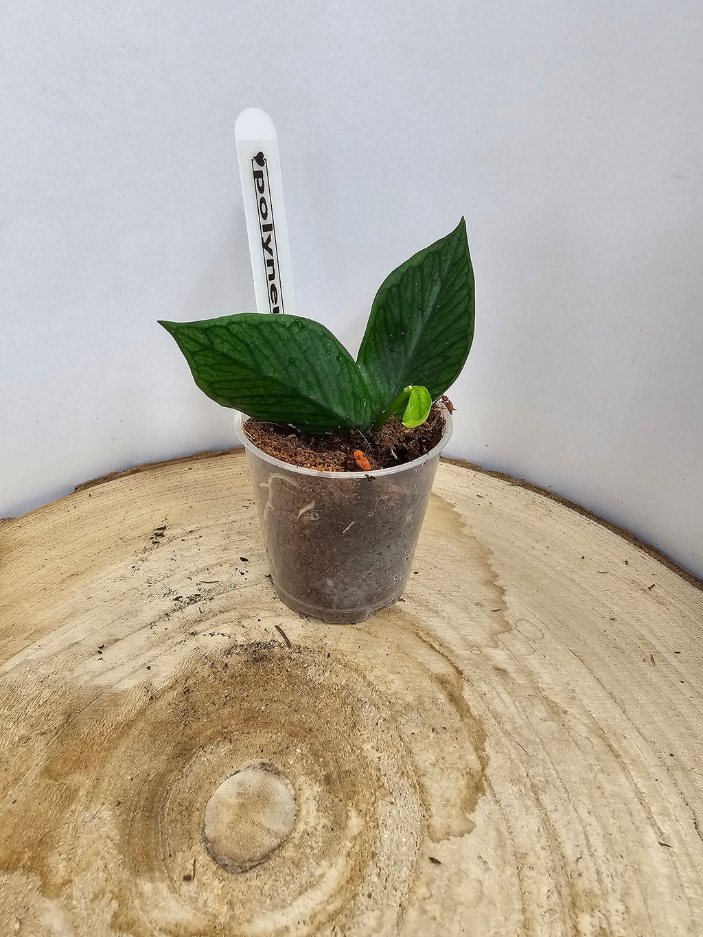 Hoya polyneura