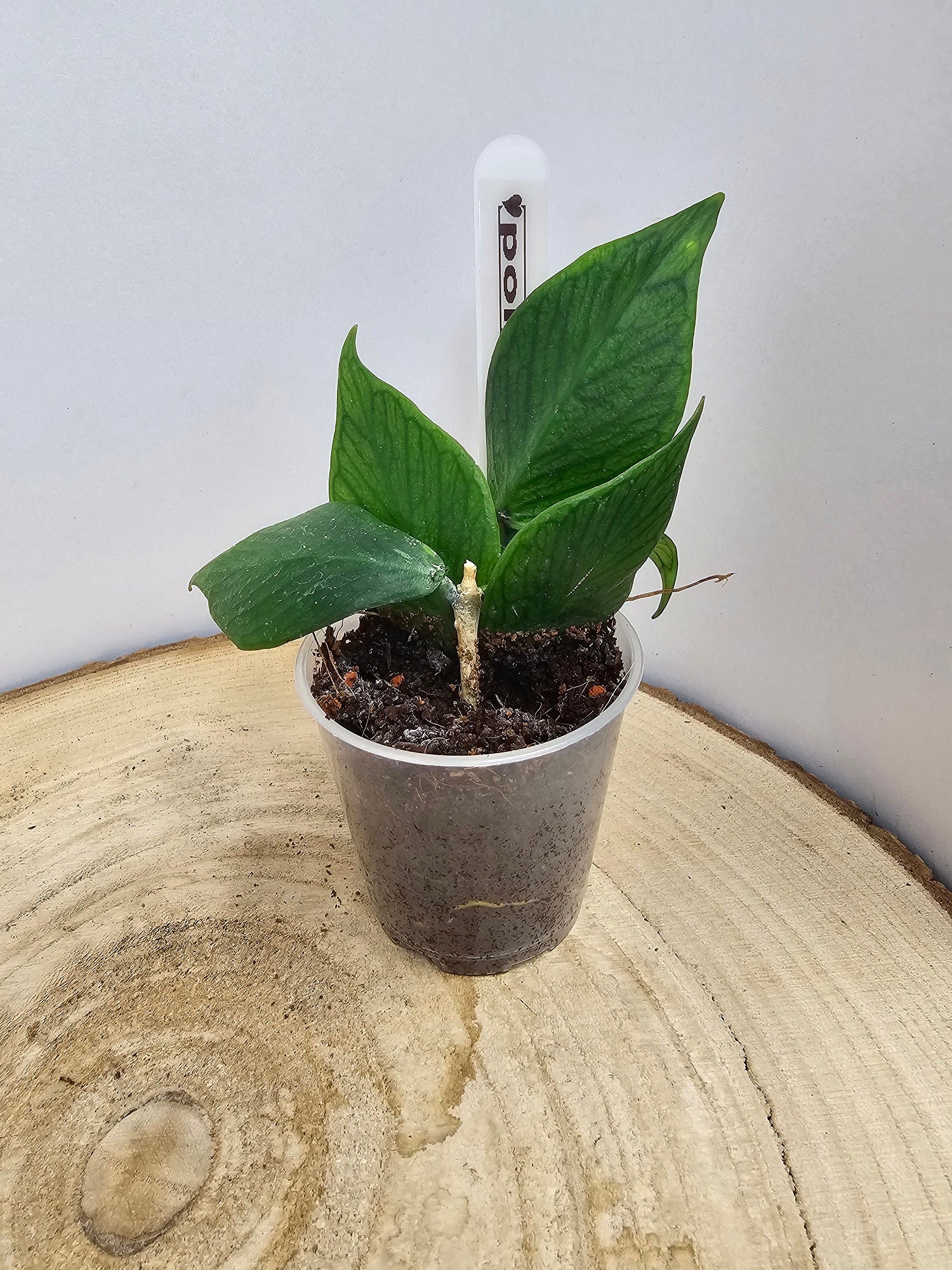 Hoya polyneura
