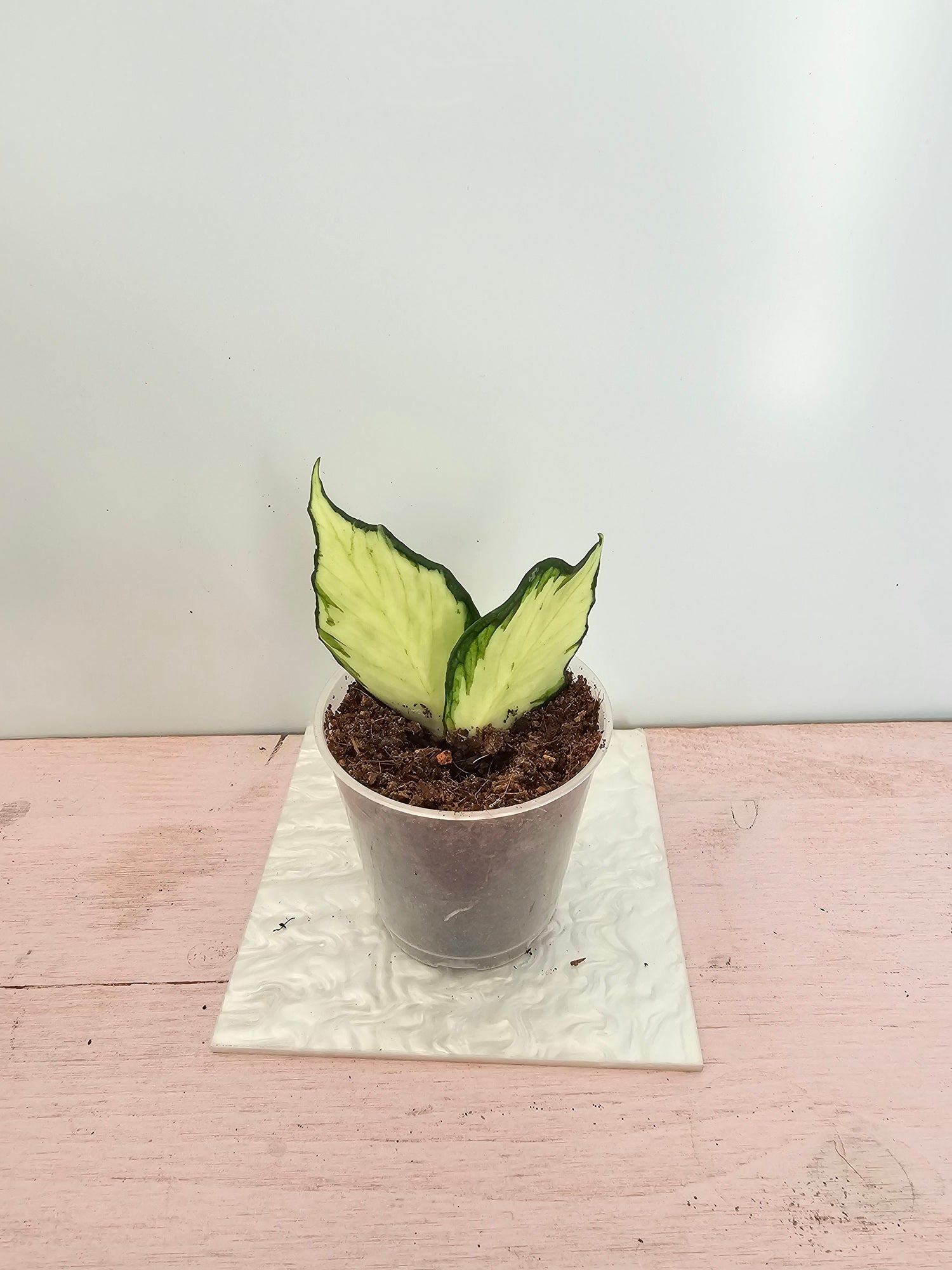 Hoya polyneura variegata