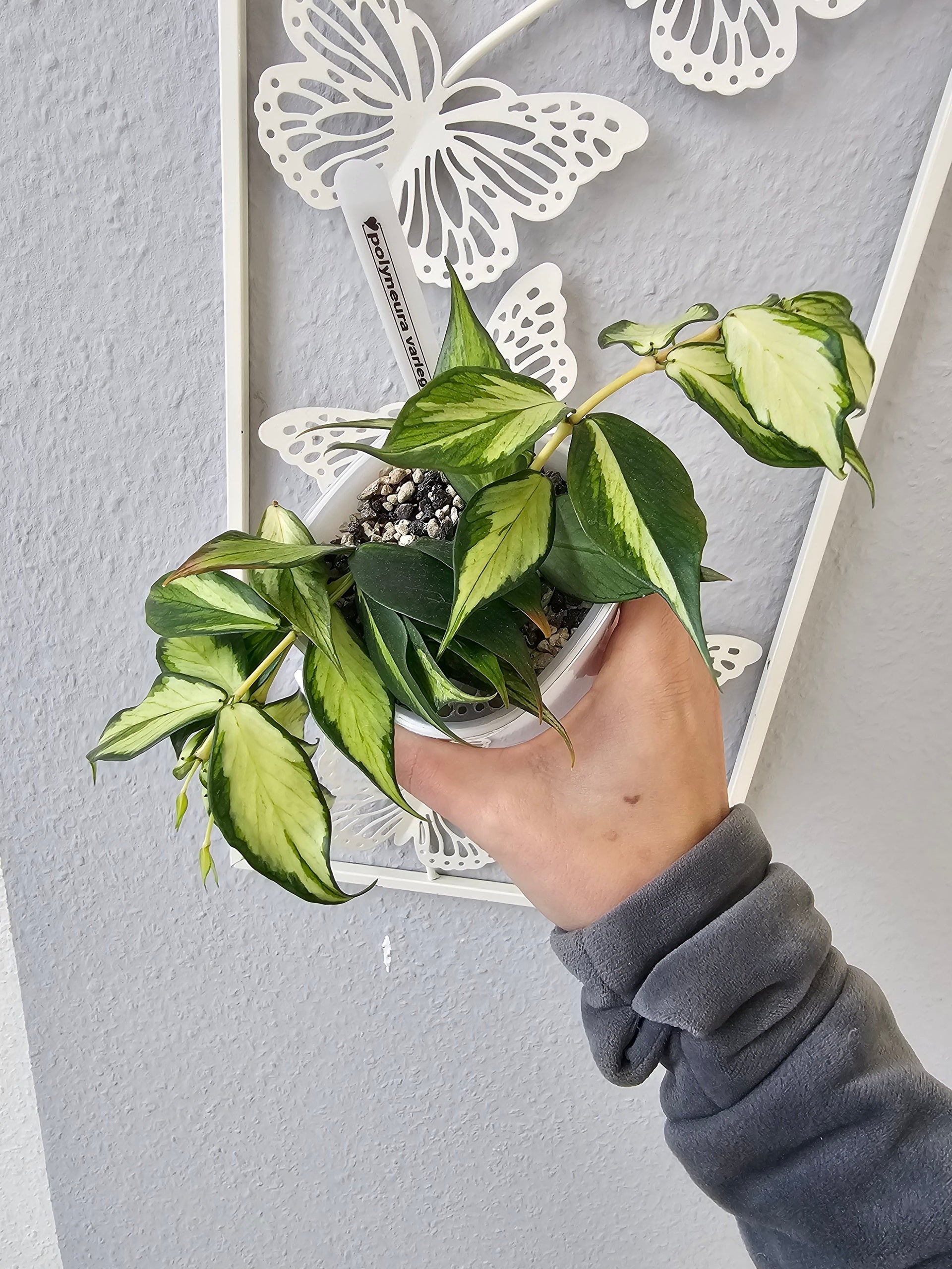 Hoya polyneura variegata cutting