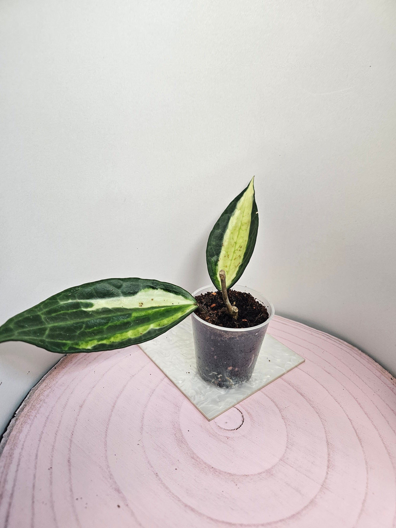 Hoya latifolia 'pot of gold'