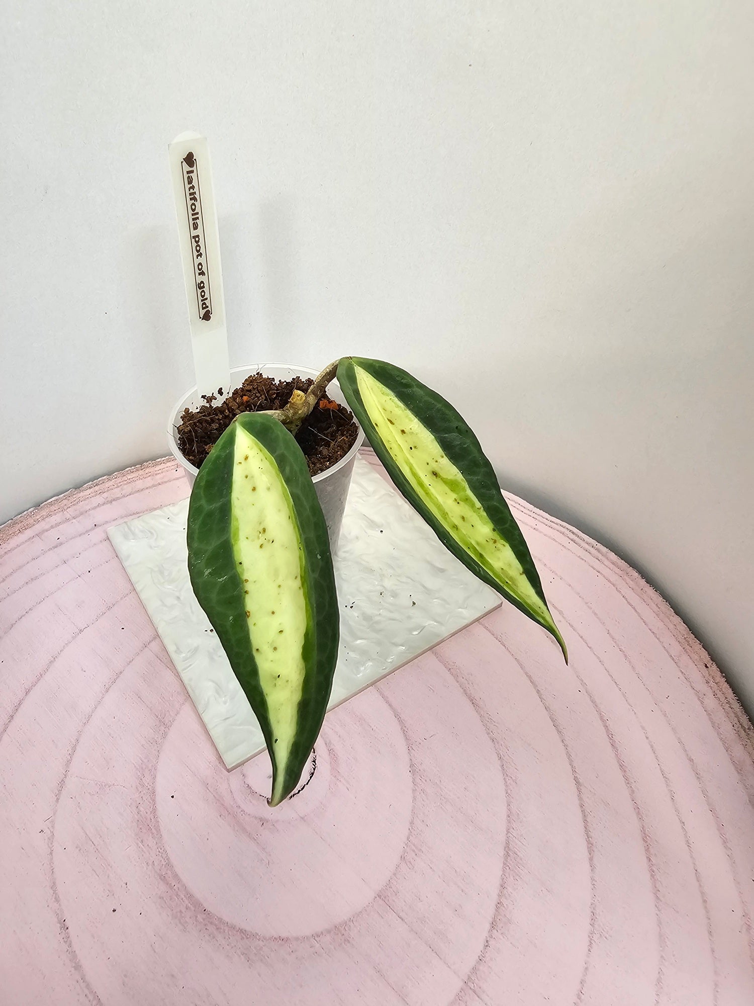 Hoya latifolia 'pot of gold'